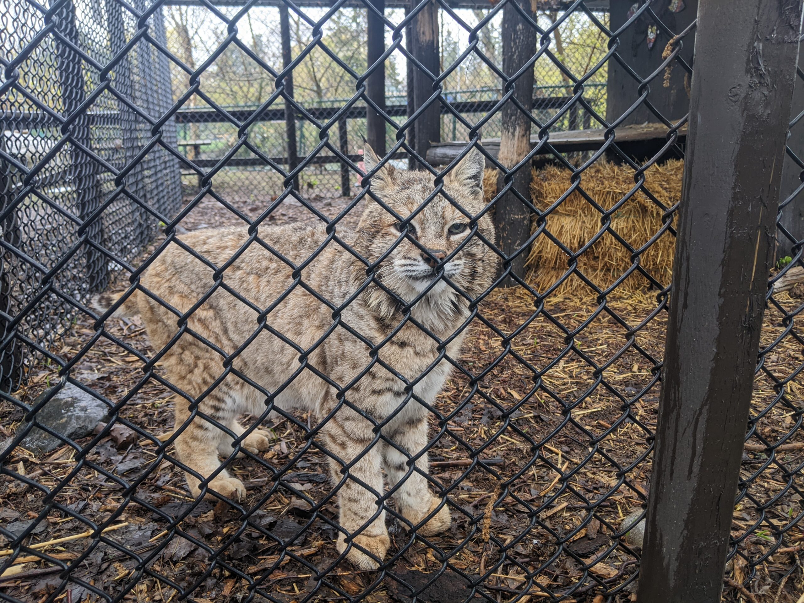 Bob cat at Jungle Cat world