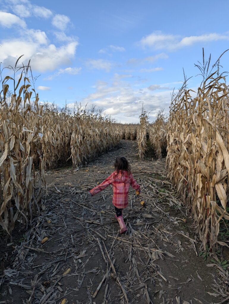 corn maze at Murphy's farm in Alliston