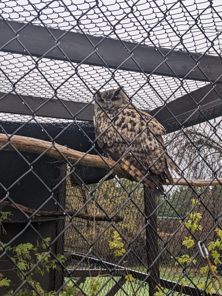 Owl at Jungle Cat World