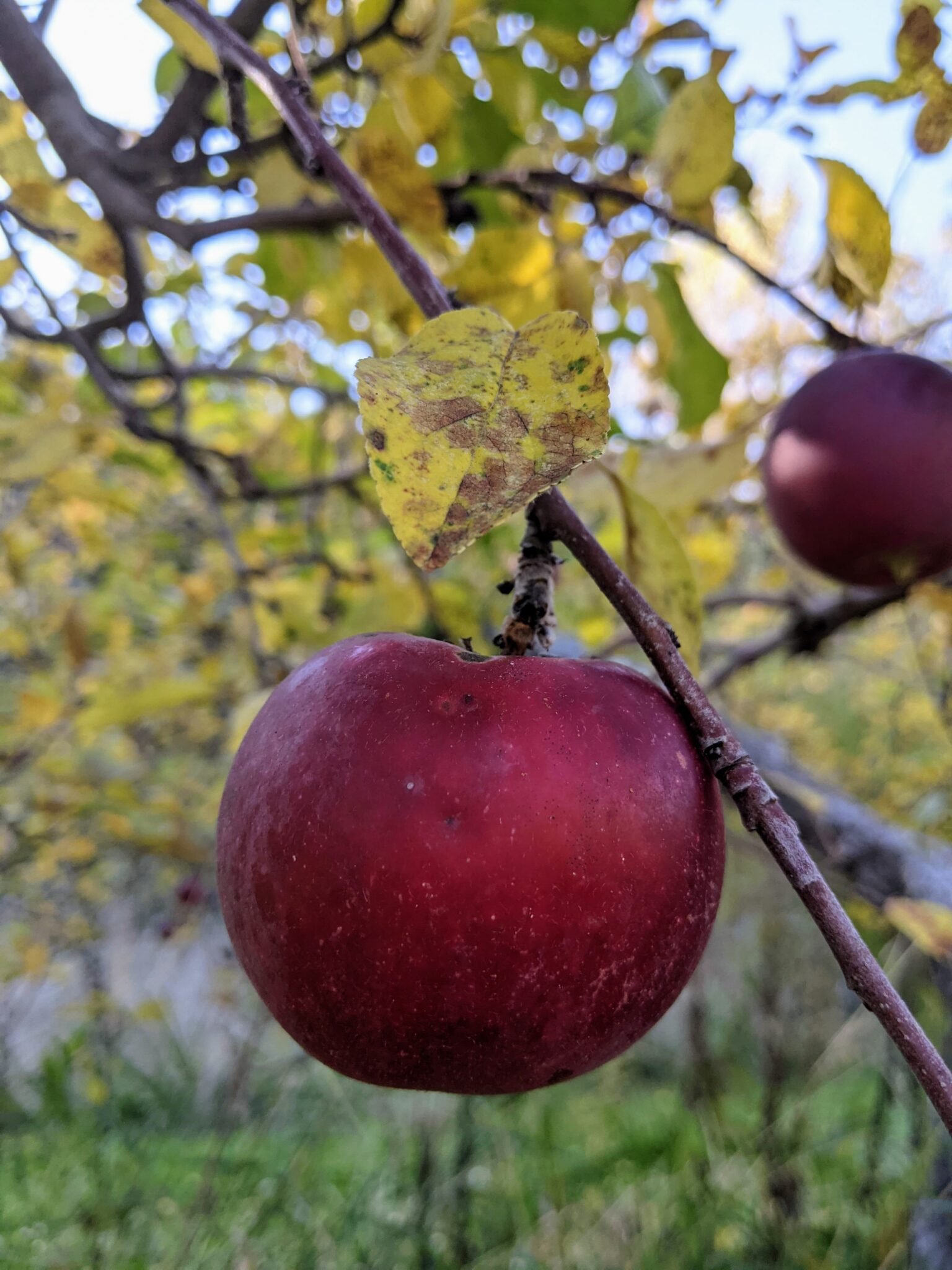 19 Fall Activities in New Tecumseth (2025)