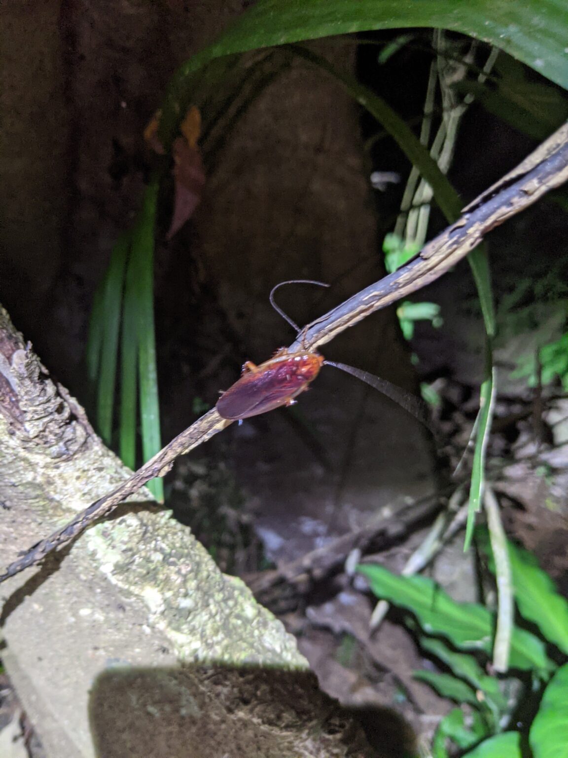 Bugs in Costa Rica Everything You Need to Know