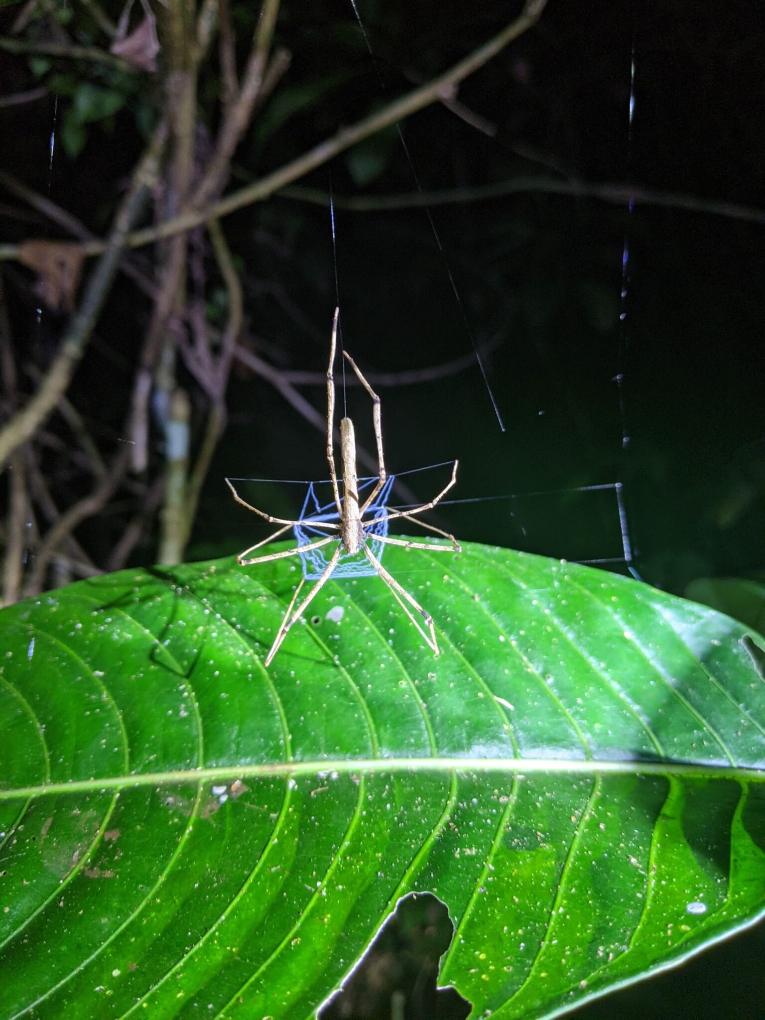 Bugs in Costa Rica: Everything You Need to Know