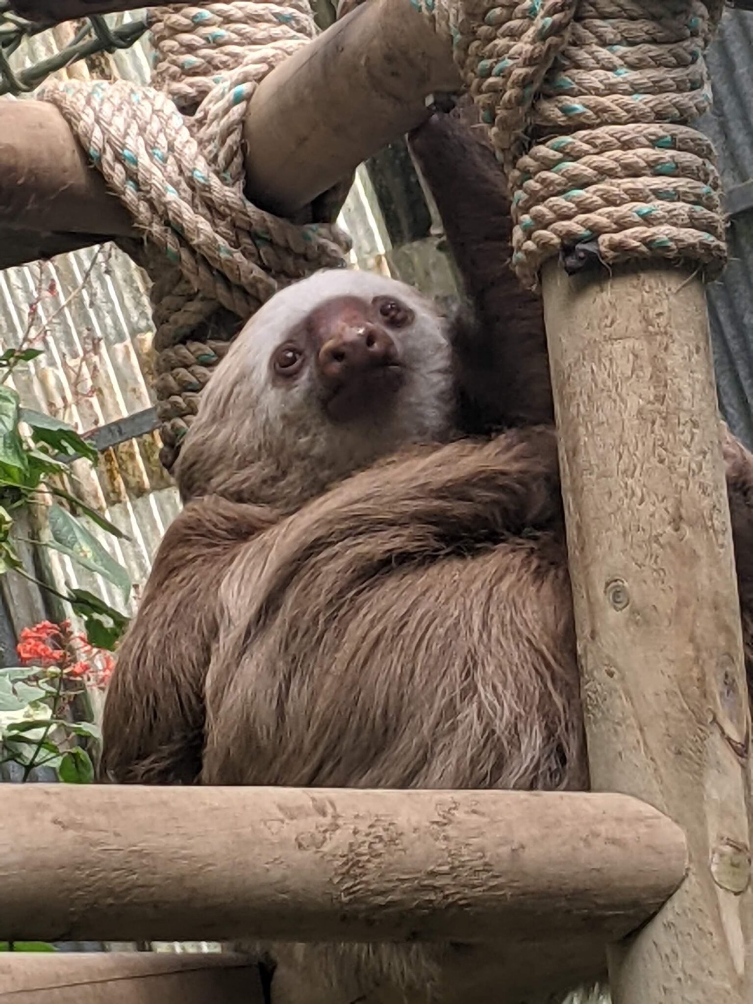 Sloth Backpackers Costa Rica With Kids: The Ultimate 2025 Travel Guide
