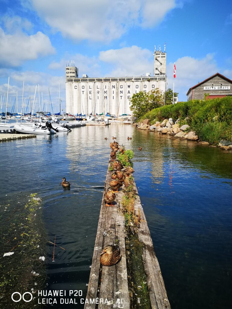 collingwood ontario