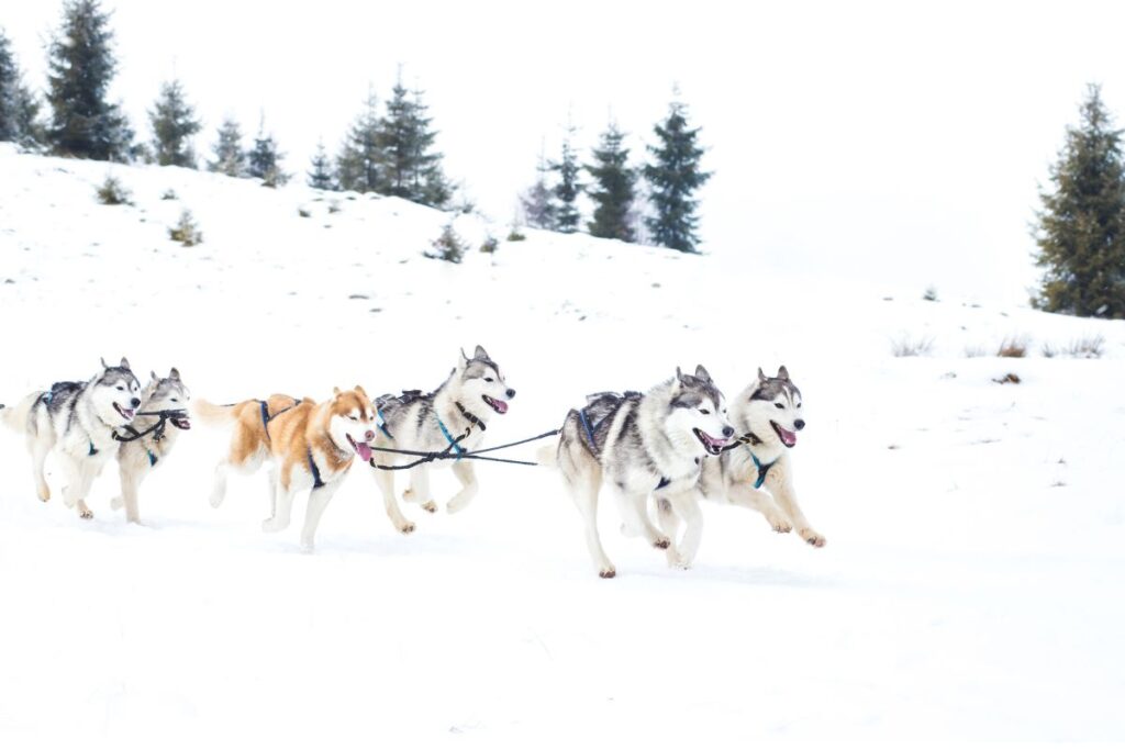 quebec winter travel