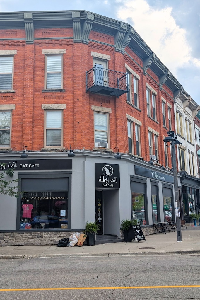 cat cafe in stratford