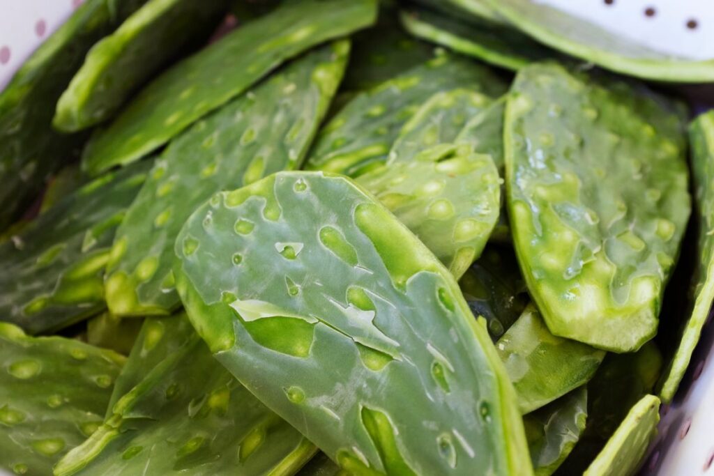 cactus leaves
