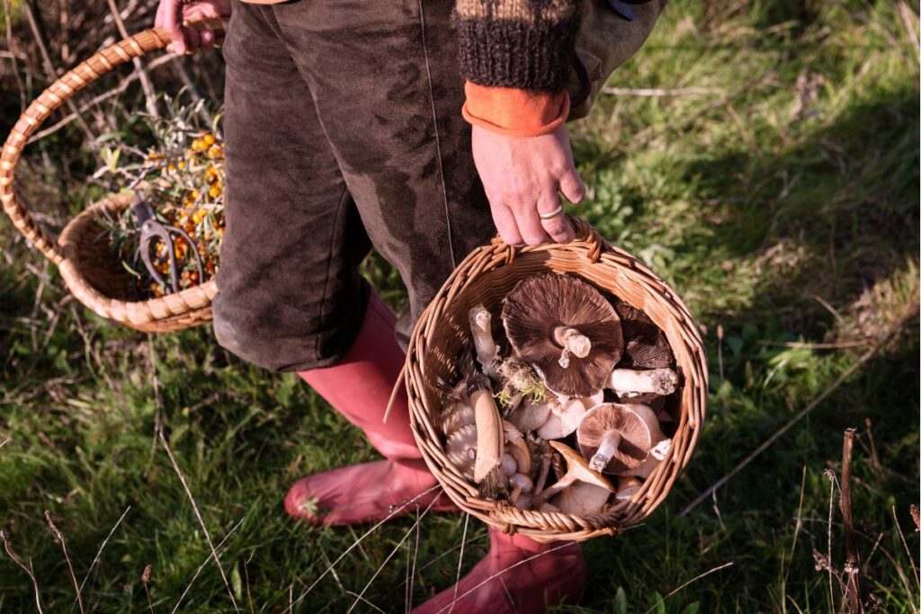 foraging 