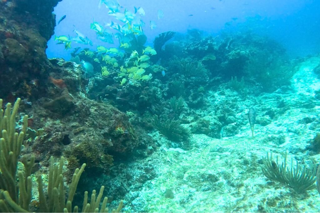 some of the coral reef