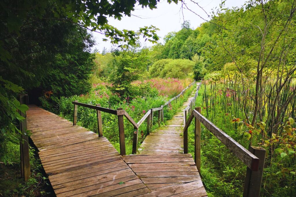 Scanlon Creek Conservation Area