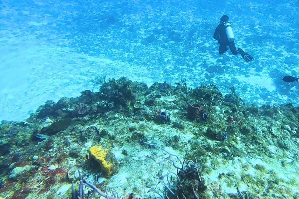scuba diving in cozumel