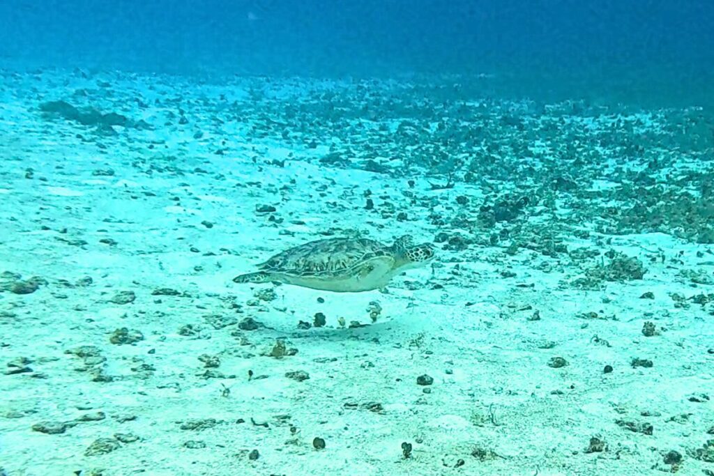 a sea turtle in cozumel