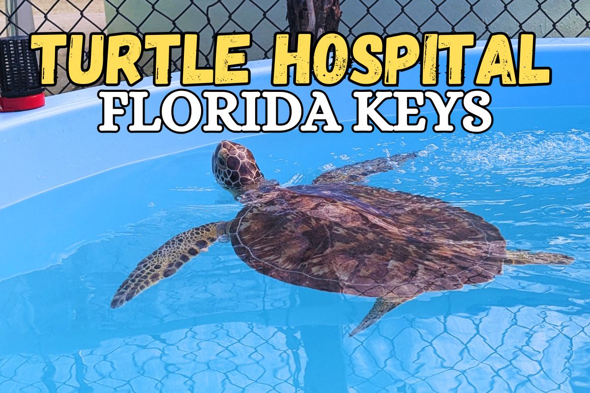 visiting the turtle hospital in the florida keys
