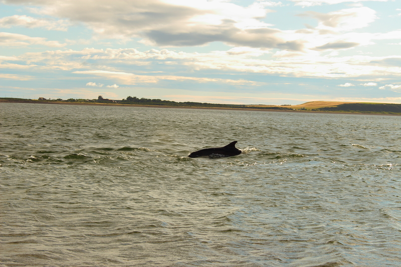 Dolphins off the coast of Inverness