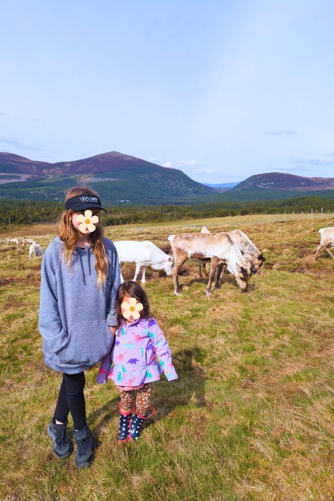 Cairngorm Reindeer herd