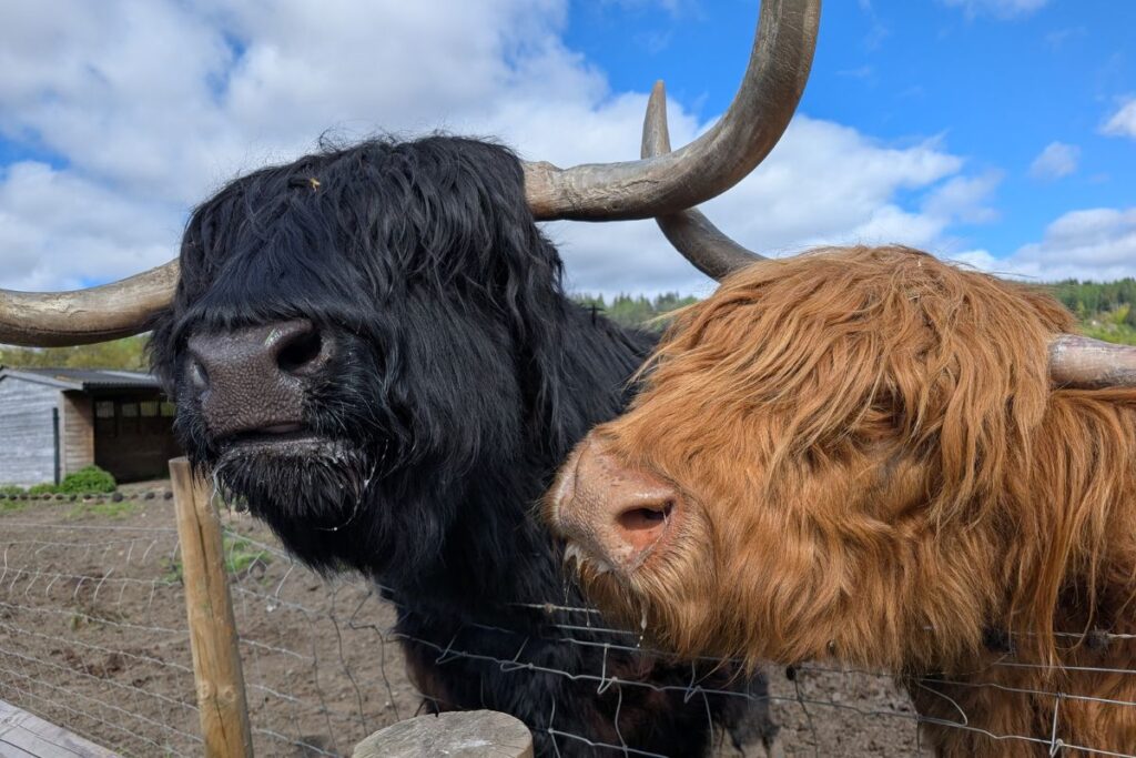 highland cows