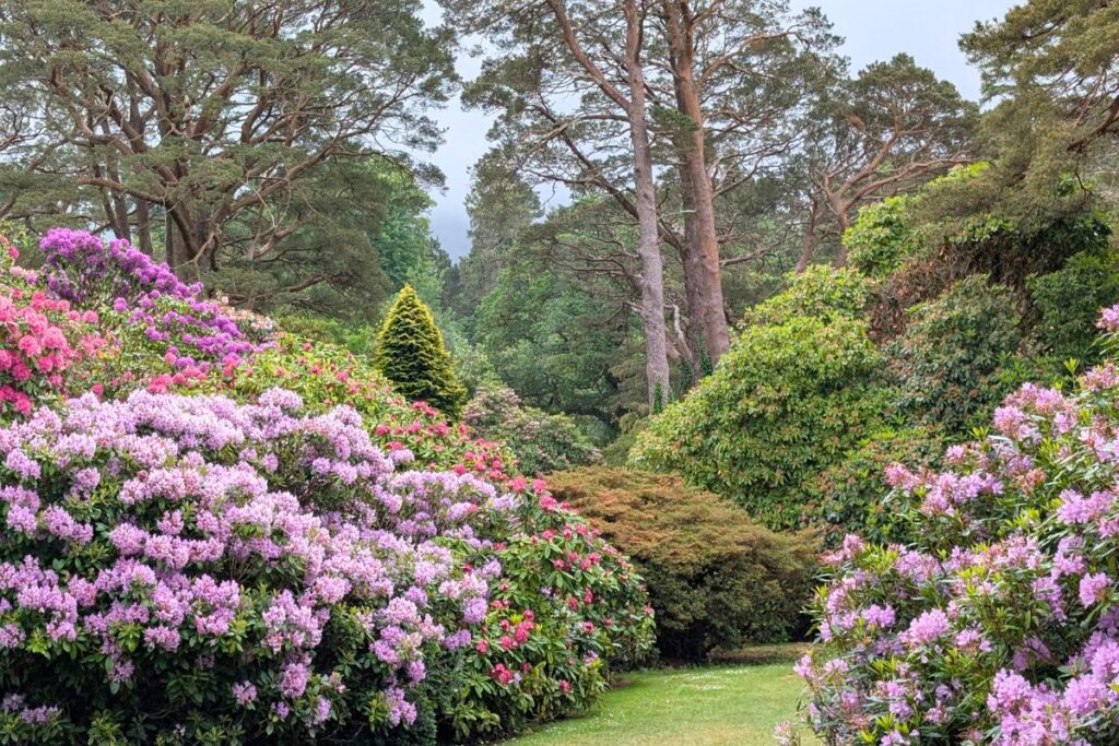 muckross gardens