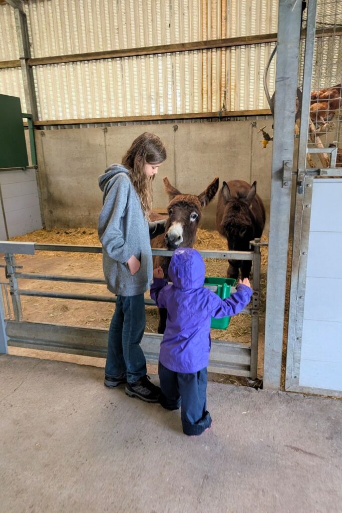 my daughters petting a donkey at muckross farms