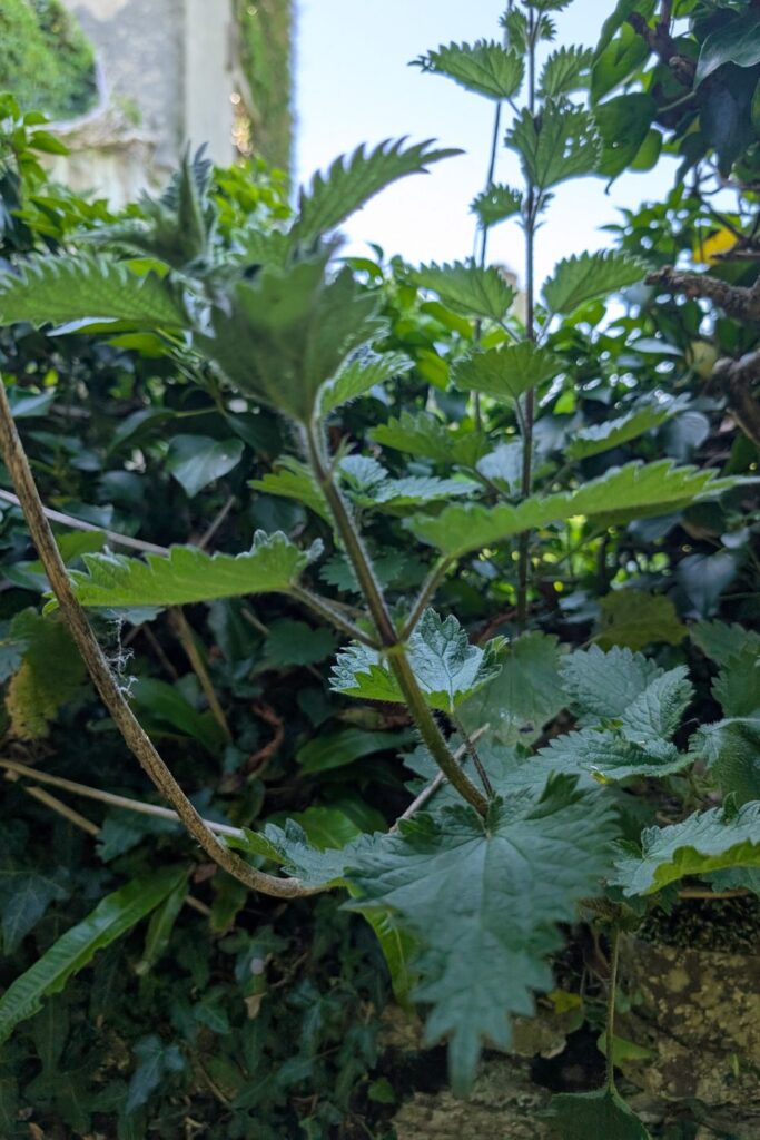 stinging nettle plant