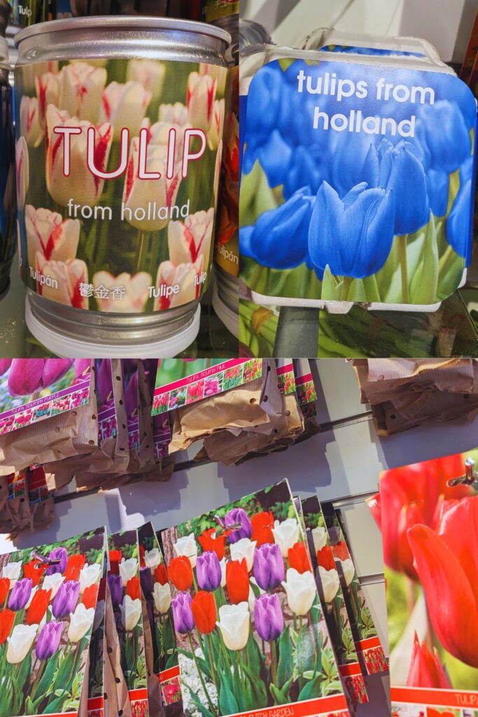Different examples of tulip bulb containers from the Netherlands.