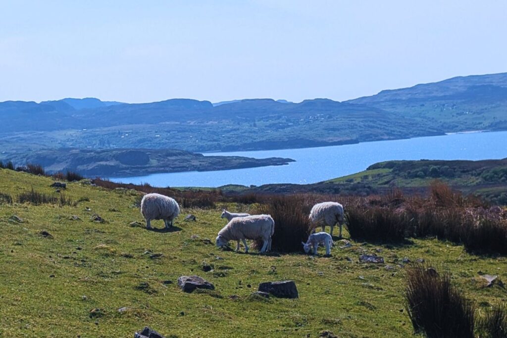 a photo i took on one of my walks on Isle of Skye