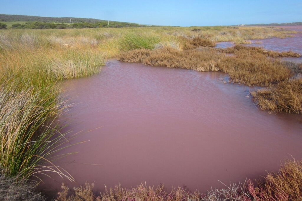 a pink lake in Western Australia