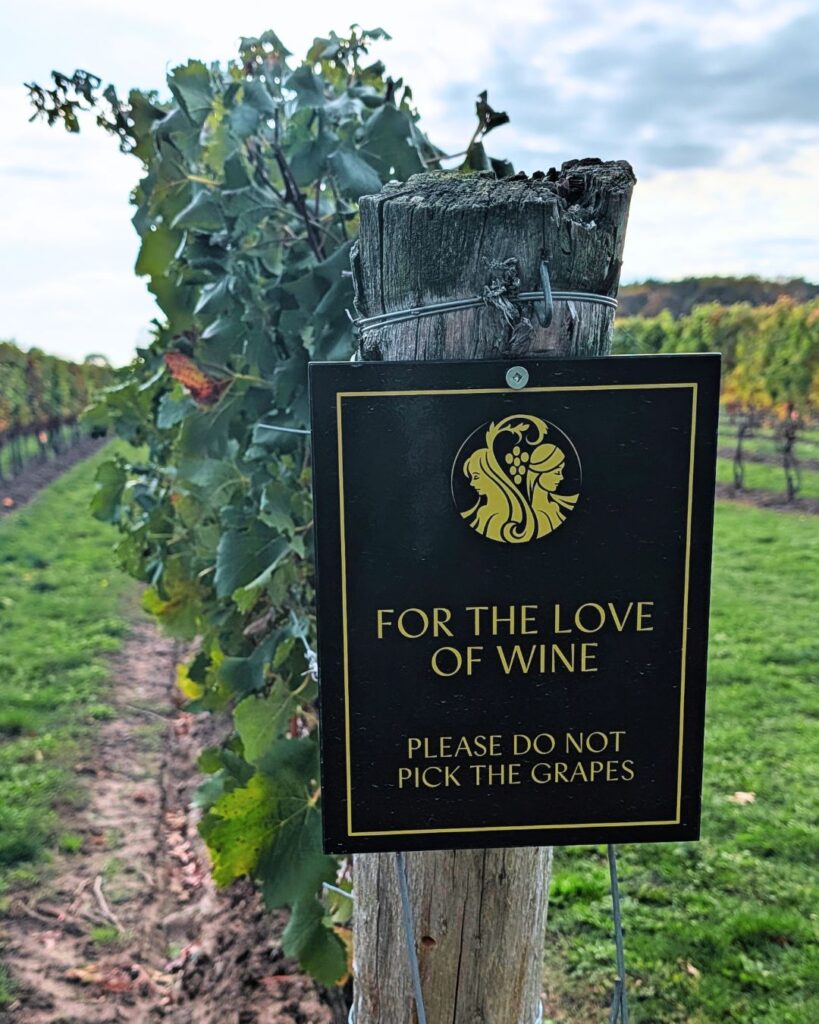 a sign at Two Sisters vineyards that says For the Love of Wine, please do not pick the grapes