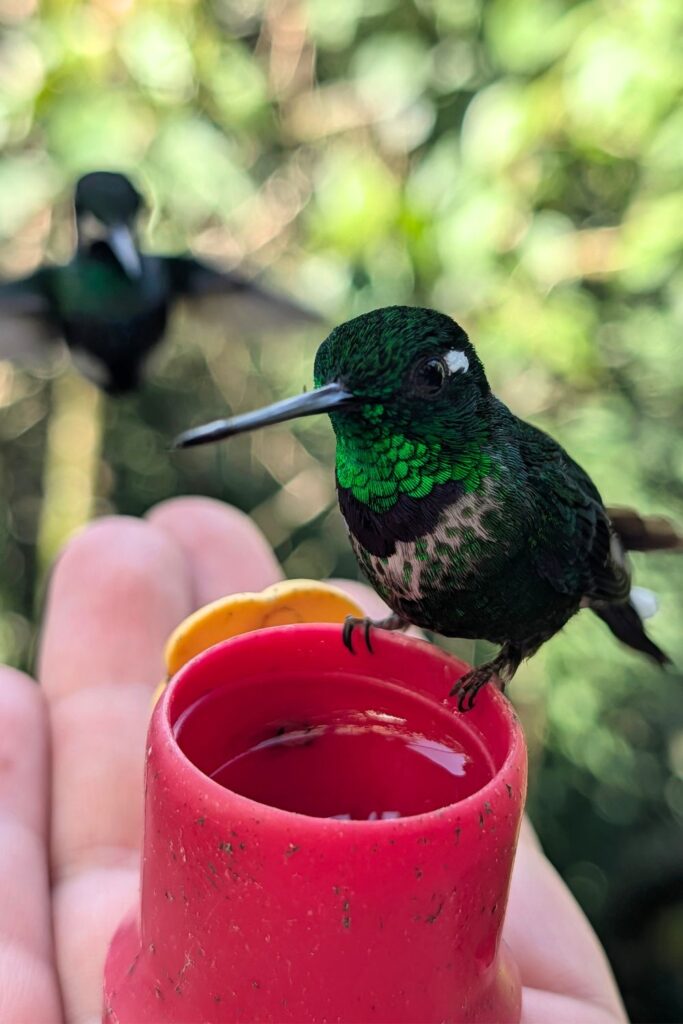a wild hummingbird sitting on my hand in Ecuador