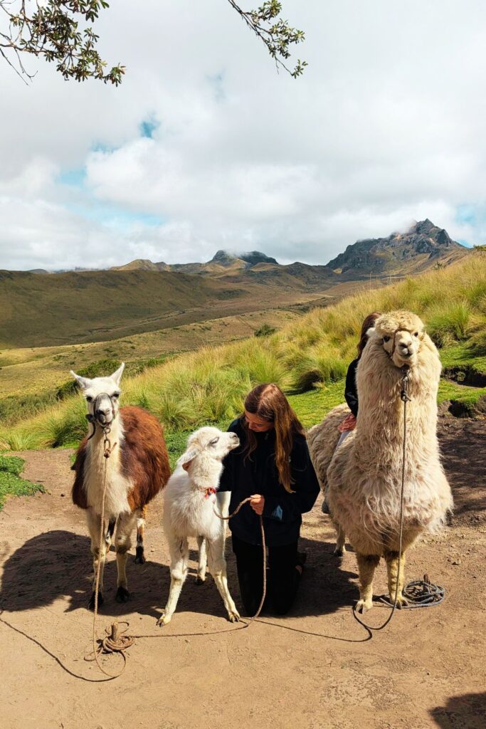 lamas at the top of Pichincha